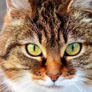 Meet your Posher, Daila